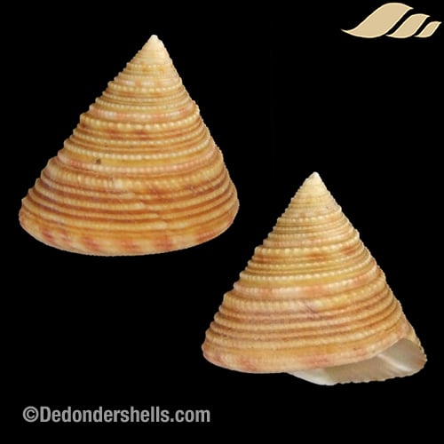 Calliostoma bairdii 1
