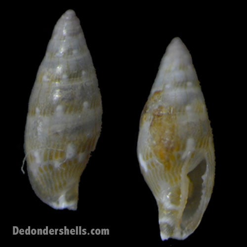 Pyreneola melvilli 2