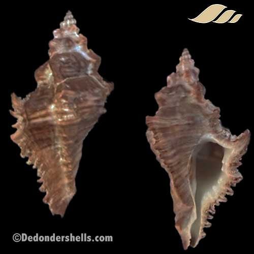 Chicocenebra gubbi 1