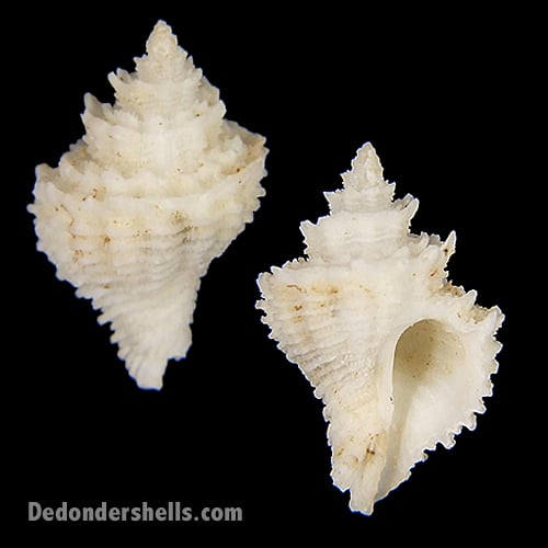 Babelomurex japonicus 2