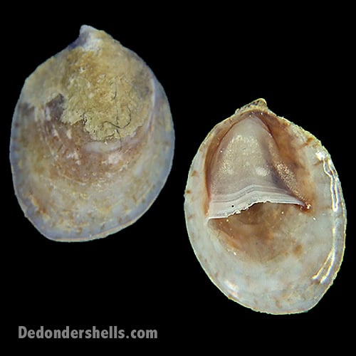 Crepidula porcellana 3