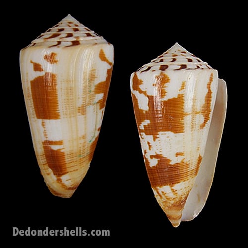 Conus striatellus 1