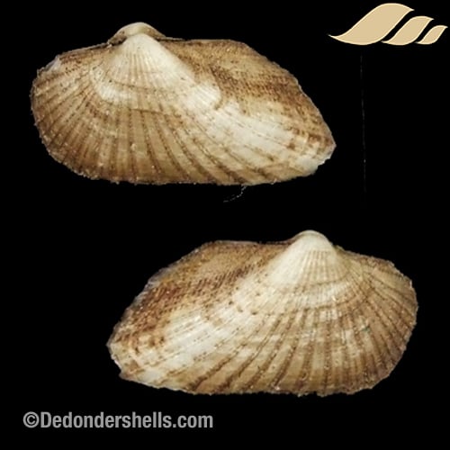 Stenocista gambiensis 4