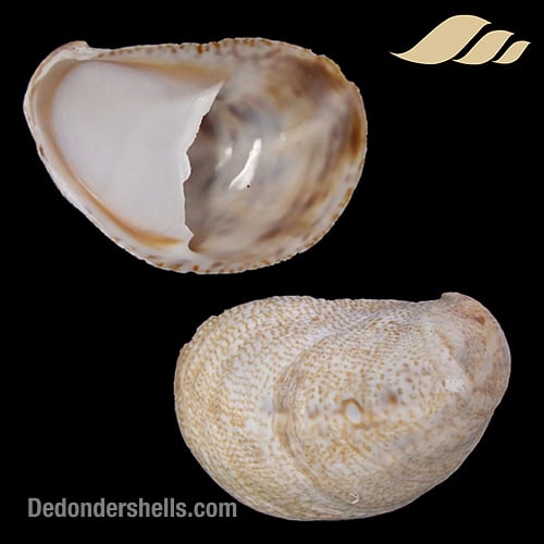 Crepidula fornicata 2