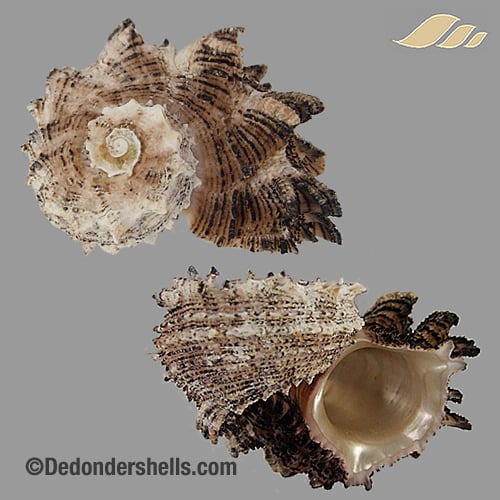 Angaria delphinus 19