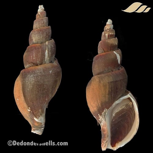 Metajapolion pericochlion 1