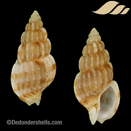 Antillophos borneensis 1