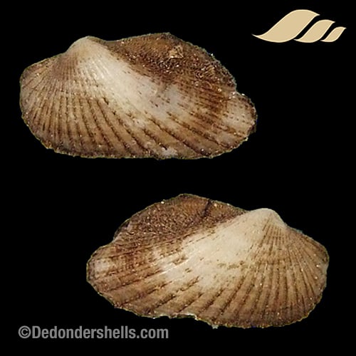 Stenocista gambiensis 5