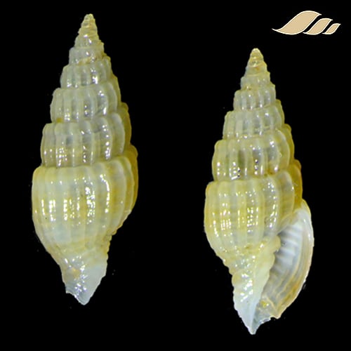 Vexillum epigonus 1