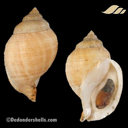 Galeodea echinophora adriatica 8