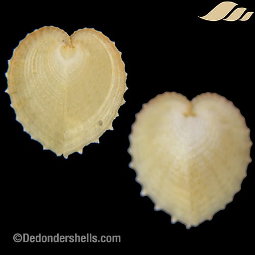 Corculum dionaeum 23