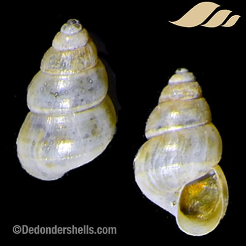 Pusilina inconspicua 1