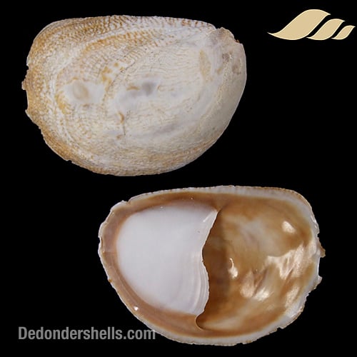 Crepidula fornicata 7