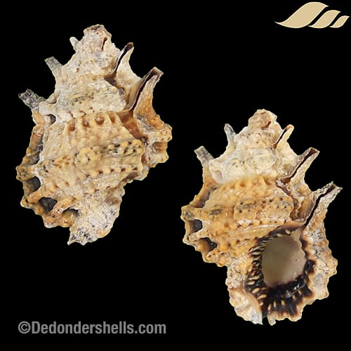 Bursa muehlhaeusseri 5