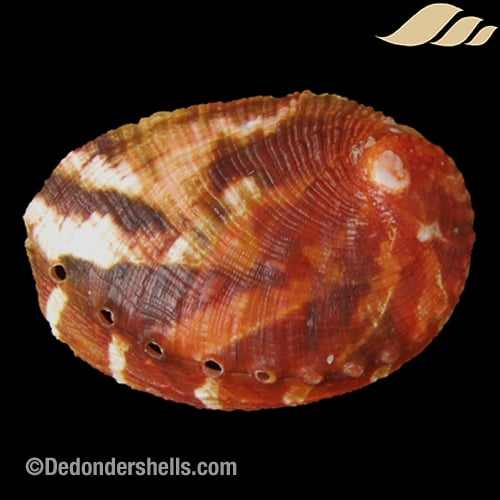 Sanhaliotis planata 6