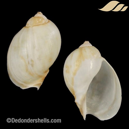 Volutharpa ampullacea 1