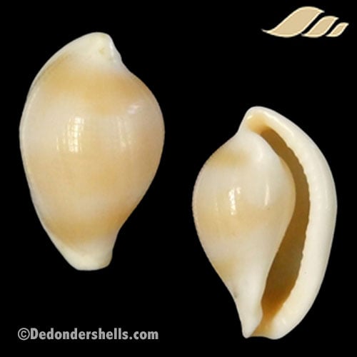 Margovula bimaculata 1