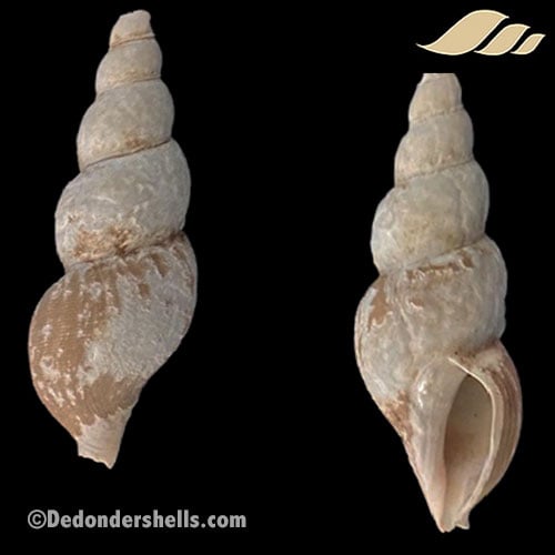 Retifussus rhysoides 1