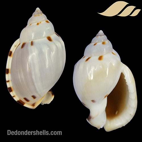 Casmaria ponderosa nodulosa 7