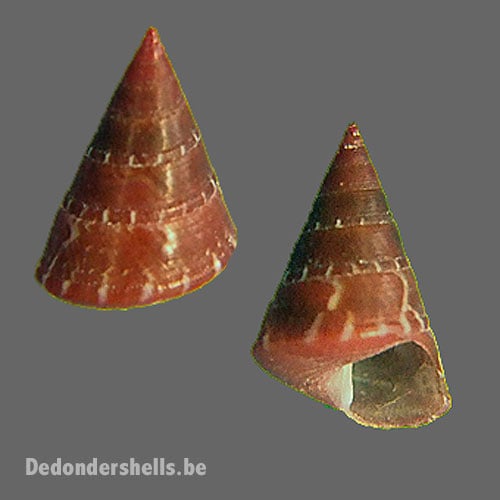 Jujubinus polychromus 3