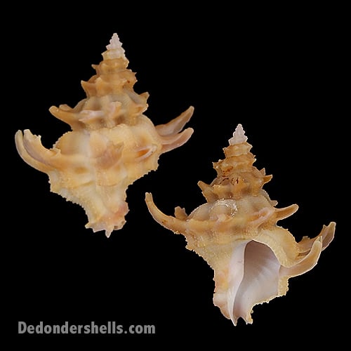 Laevilatiaxis diadema 2