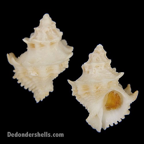 Babelomurex cariniferus 1