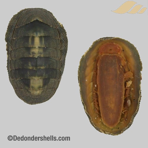 Chiton cumingii 10