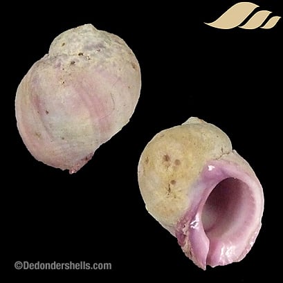 Coralliophila violacea 6