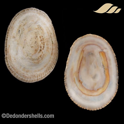 Patella argenvillei 1