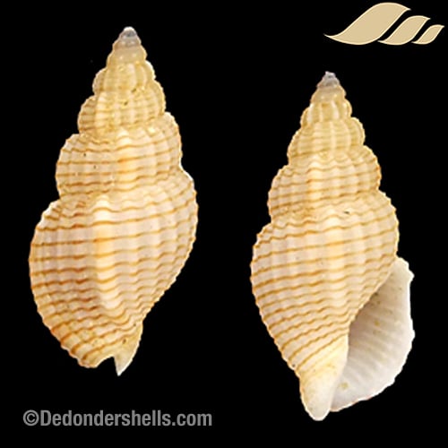 Antillophos dedonderi 6