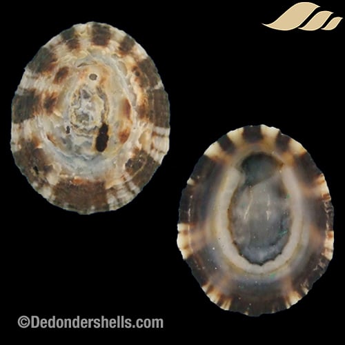 Patella intermedia 4