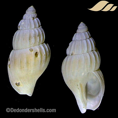 Amphissa acutecostata 5