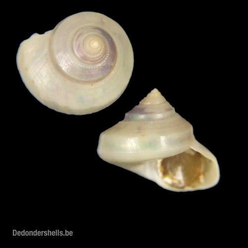 Calliostoma coppingeri 1