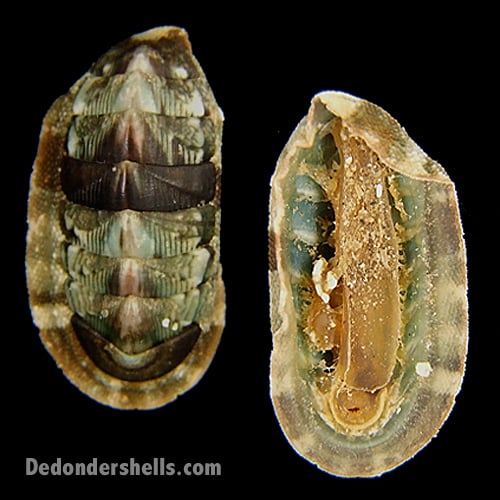 Chiton canariensis 4