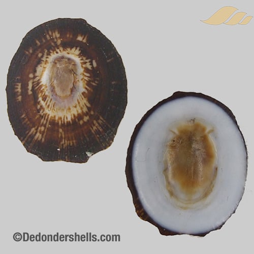 Patelloida striata 4