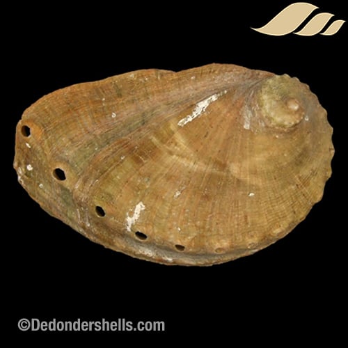 Haliotis mykonosensis 3