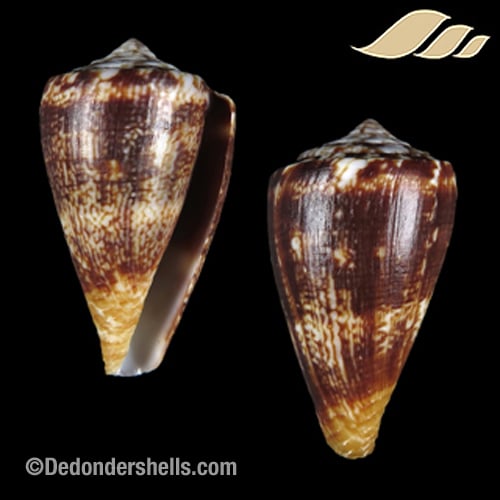 Conus pseudocuneolus 1