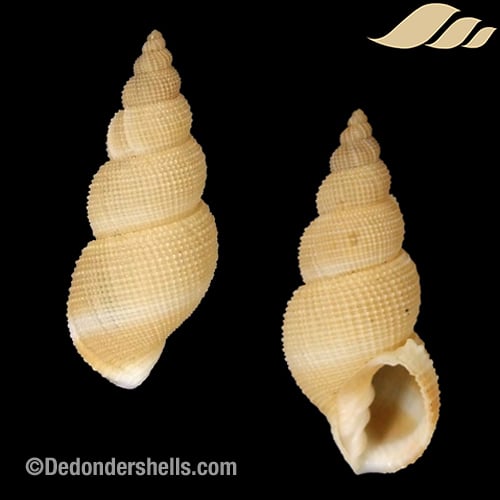 Fusiaphera macrospira 1