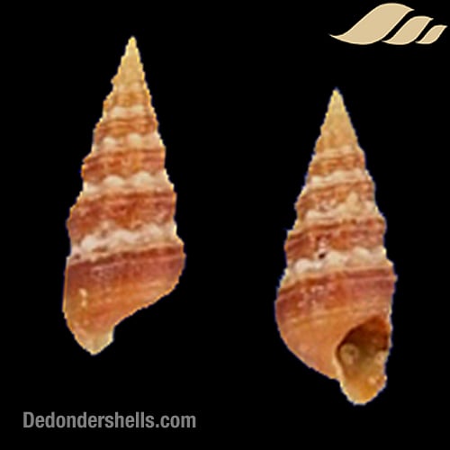 Cerithium species 1