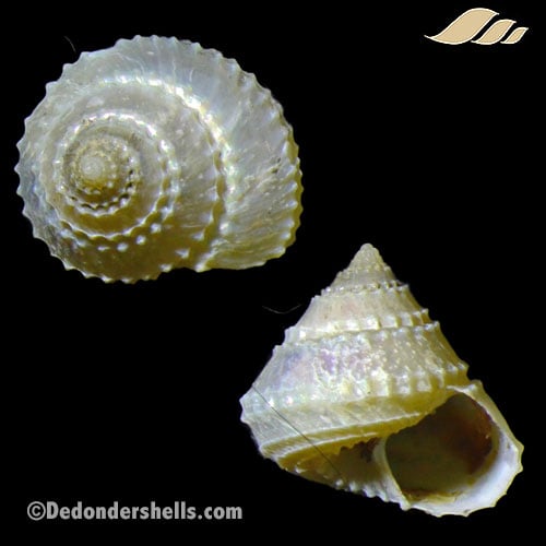 Calliotropis stanyi 1