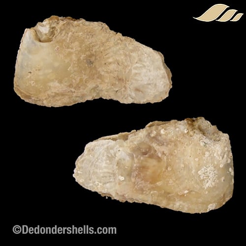 Isognomon dunkeri 20