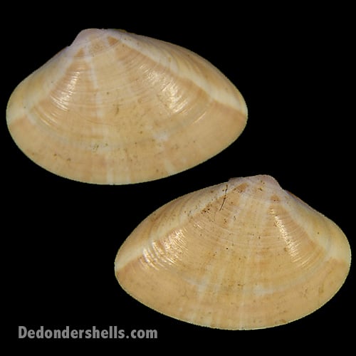 Lepidocardia floridella 8