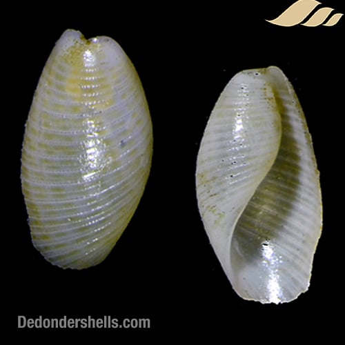 Scaphander teramachii 4