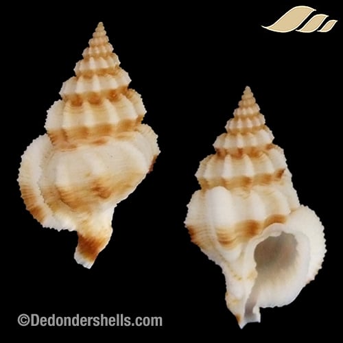 Nassaria bitubercularis 1