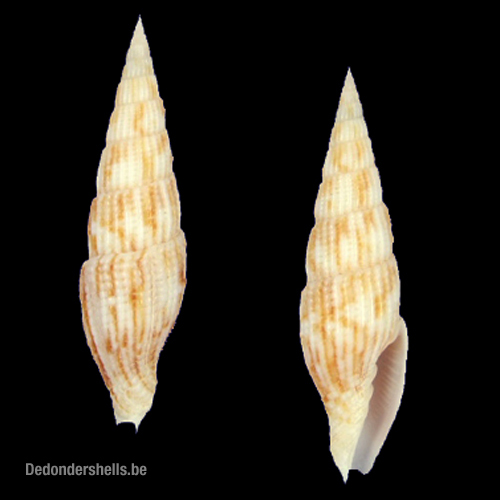 Vexilum varicosum 1