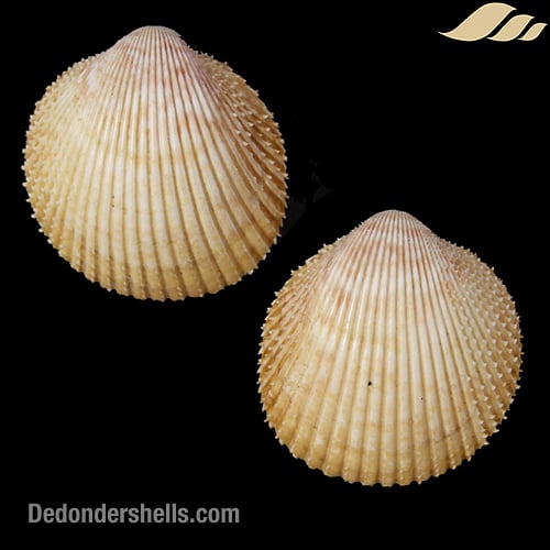 Dallocardia muricata 2