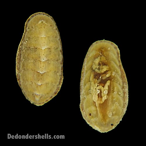 Lepidochitona cinerea 6