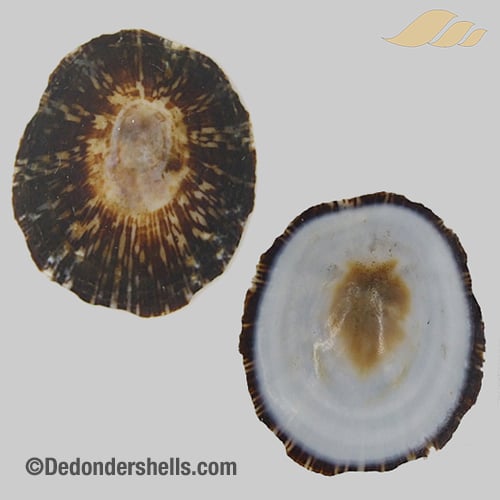 Patelloida striata 11