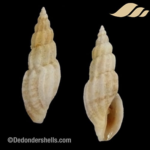 Mangelia costulata 5