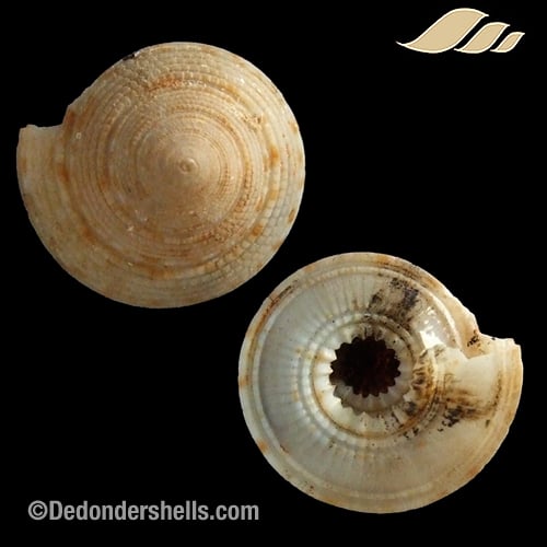 Architectonica species 3